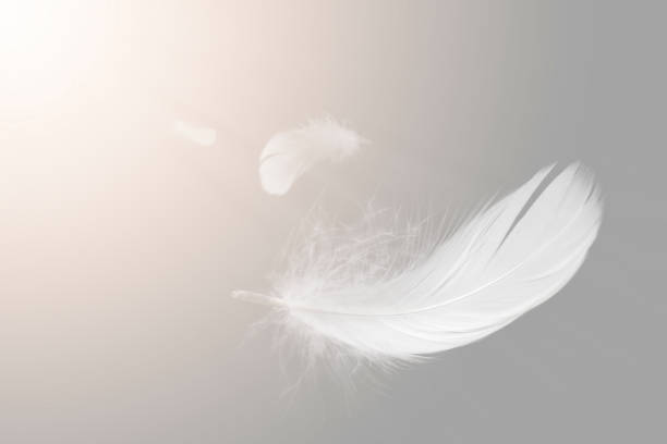 istock Soft White Bird Feathers Floating The Sky. Swan Feather Flying on Heavenly in Concept. 1366721961