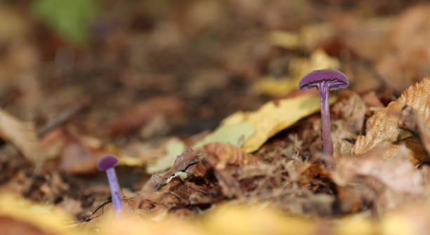 istock Amethyst varnish mushroom growing in the forest. 1366723080