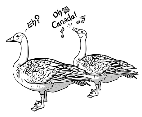 Comical bird couple.  Two Canada geese.  Sketch illustration in vector format