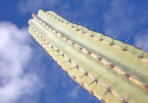Cactus with prickly thorns as found in nature, selective focused