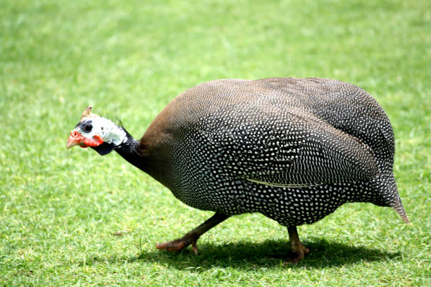 perliczka w hełmie (numida meleagris) żeruje w gospodarstwie : (pix sshukla) - male animal vertebrate one animal guinea fowl zdjęcia i obrazy z banku zdjęć