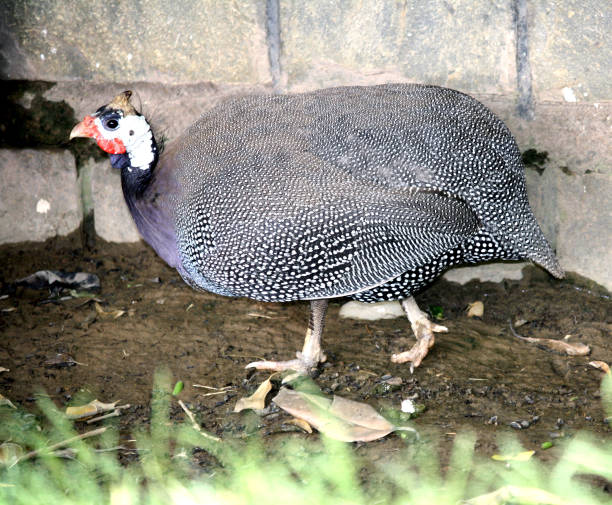 perliczka w hełmie (numida meleagris) żeruje w gospodarstwie : (pix sshukla) - male animal vertebrate one animal guinea fowl zdjęcia i obrazy z banku zdjęć