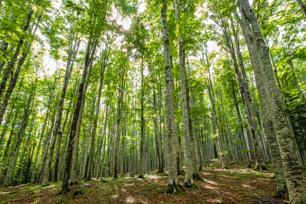 istock Forest of Cansiglio, Veneto, Italy 1366725990