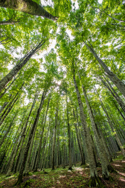 istock Forest of Cansiglio, Veneto, Italy 1366726197