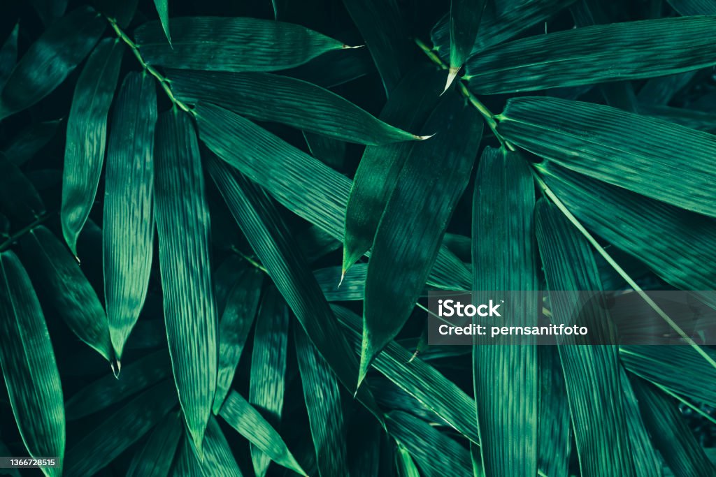 bamboo leaf, dark green nature background closeup of green bamboo leaf in forest Bamboo - Plant Stock Photo