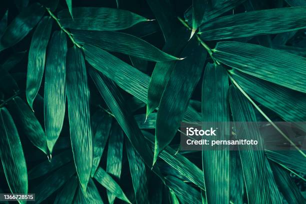 Bamboo Leaf Dark Green Nature Background Stock Photo - Download Image Now - Bamboo - Plant, Textured, Art