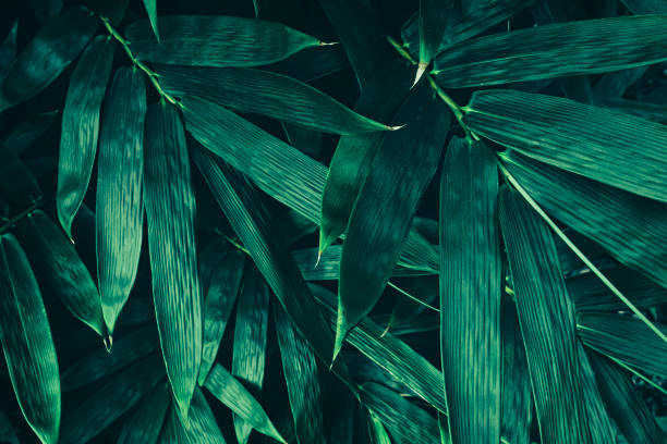 бамбуковый лист, темно-зеленый фон природы - beauty in nature blue bush color image стоковые фото и изображения