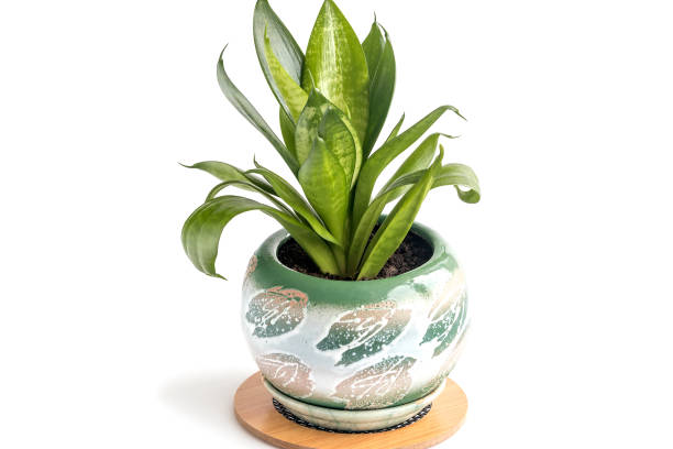 istock In a ceramic pot with soil, a home decorative perennial Sansevieria flower, on a white background. 1366730574