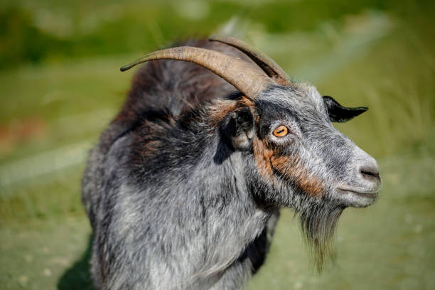 istock Dairy Goat with big Horns on Green Meadow 1366730802
