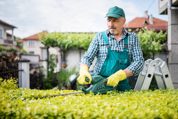 istock Man cutting hedge with power saw. 1366730829