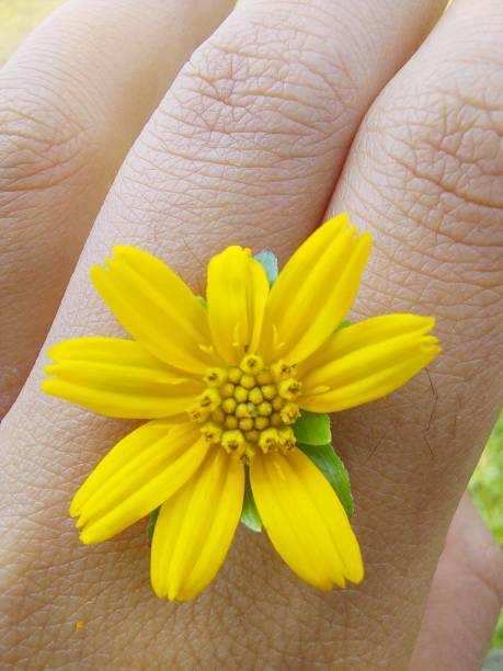 istock Yellow flower in hand 1366731085