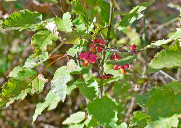istock Small autumn red flowers 1366731094