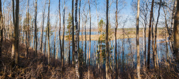 istock Lake Baikal, Irkutsk Region, view through the forest 1366731809