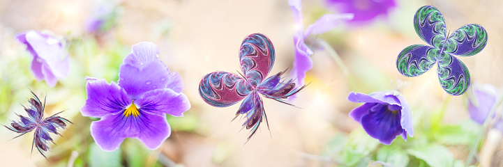 Widescreen unfocused natural background with blooming violets and multicolored fractal butterflies. Artistic design, banner