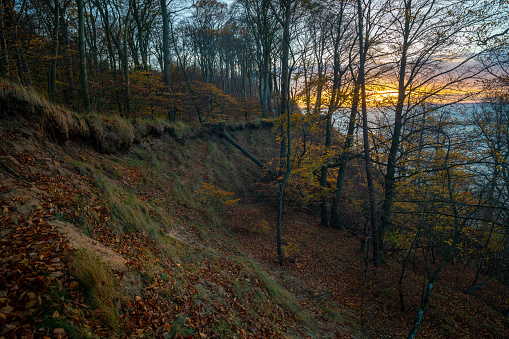 Beech forest on the Baltic cliff in its autumn colour