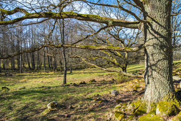Meadow with trees in the forest in spring