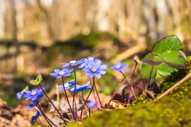 Flowering Hepatica flowers in a sunny forest
