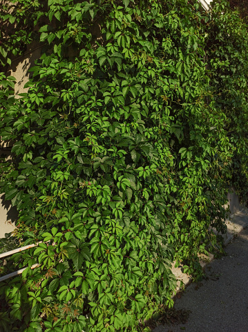 Virginia creeper glossy, serrated, green leaves densely covering a wall.\nVictoria creeper completely covering a wall.