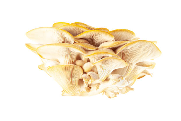 istock oyster mushroom close up isolated on white background 1366735943