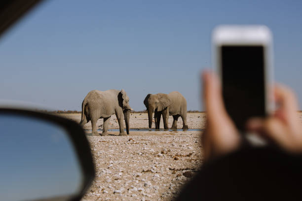 istock Two elephants being captured on a mobile phone 1366736550