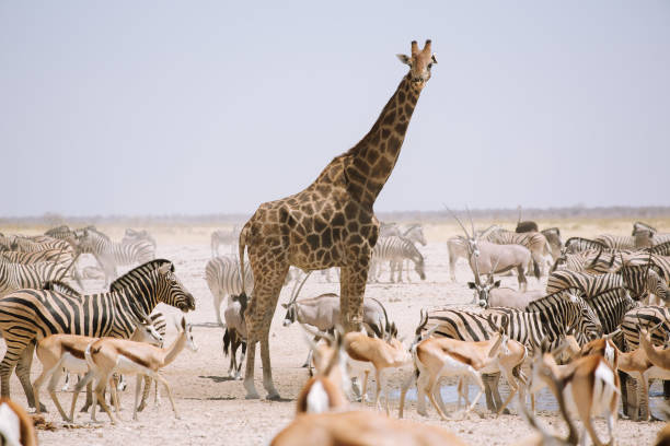 istock A giraffe standing among a mass of animals 1366736557