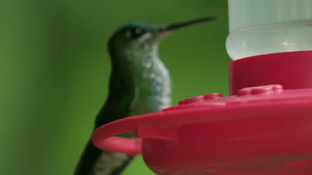 Hummingbirds (Trochilidae family) eat nectar from the bird feeder set in the tropical forest