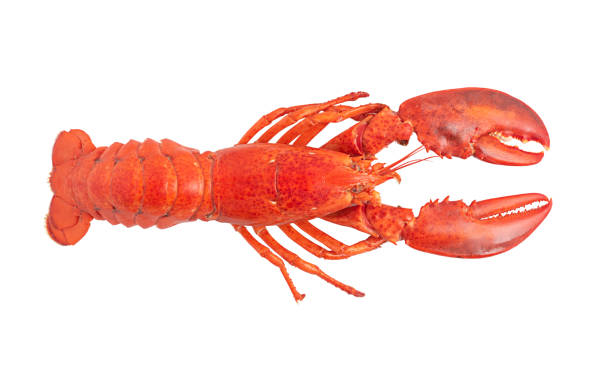 istock Lobster isolated on white background. 1366739484