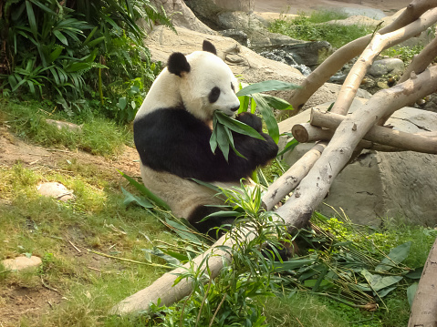 A Chinese giant panda sits on the grass eating bamboo with bamboo leaves.