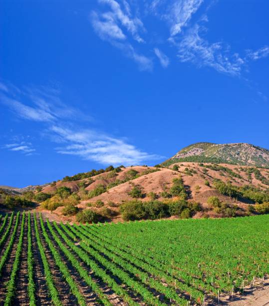 istock slender vine rows in a mountain valley 1366739684