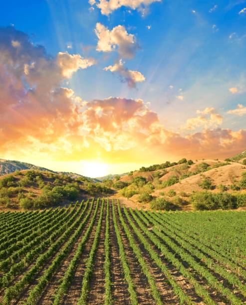 istock vineyard in a mountain valley at the sunset 1366739686