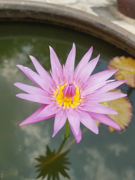 istock Beautiful lotus flower 1366741677