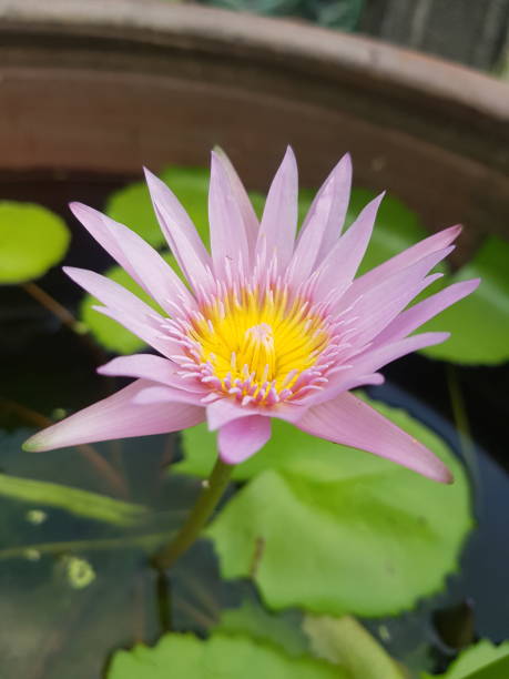 istock Beautiful lotus flower 1366741711