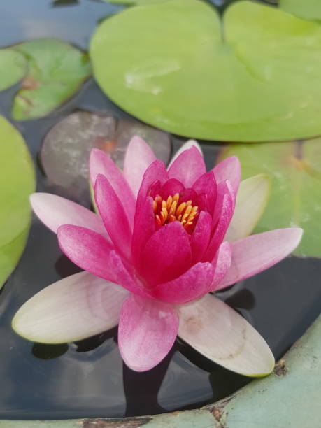 istock Beautiful lotus flower 1366741727