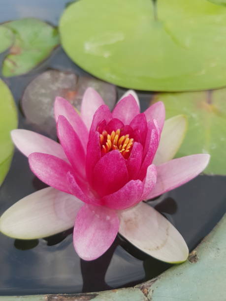 istock Beautiful lotus flower 1366741736