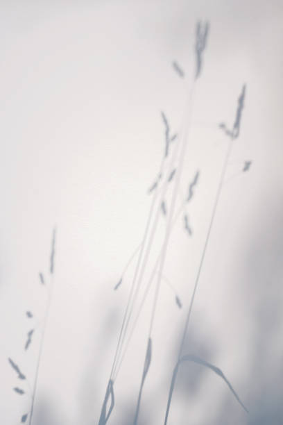 istock Shadow of grass on white background. Overlay. 1366743018