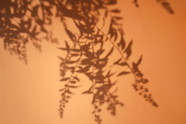 Shadow of tree foliage on orange background. Sun day. Overlay, copy space.