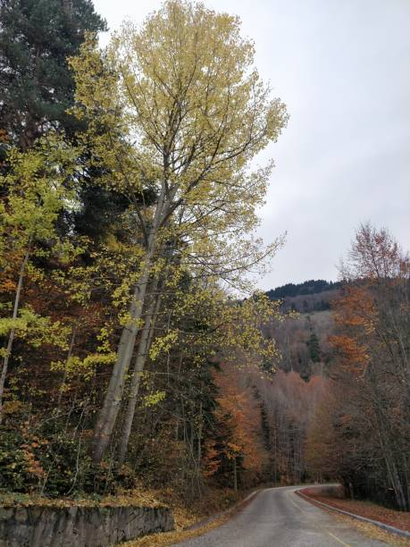 istock abant lake in autumn 1366744555