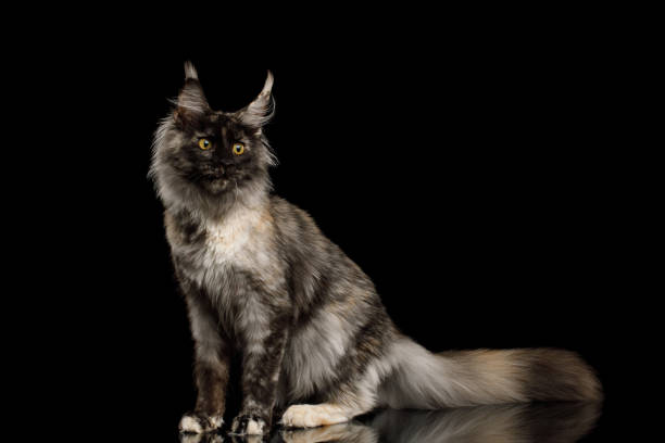 Huge Maine Coon Cat Isolated on Black Background Playful maine coon cat with funny face side view on Isolated black background eye catching stock pictures, royalty-free photos & images