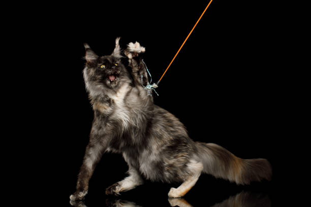 istock Huge Maine Coon Cat Isolated on Black Background 1366745449