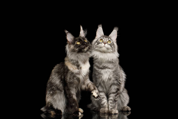 istock Huge Maine Coon Cat Isolated on Black Background 1366745488