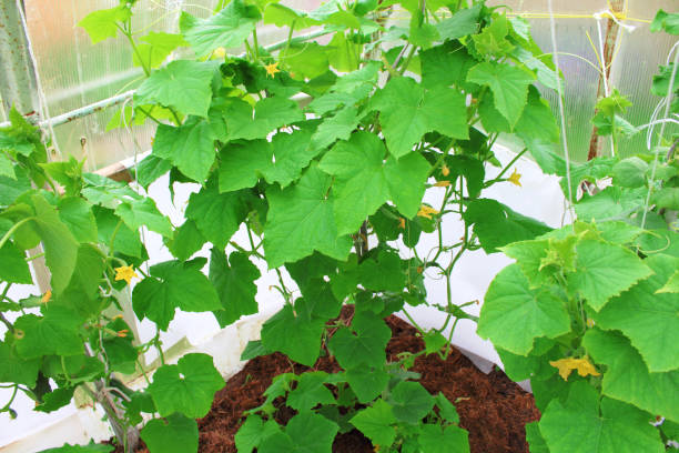 istock Cucumbers growing in a greenhouse. Close-up. Background. 1366745592