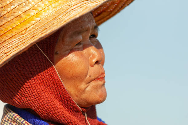 kalasin Thailand - November 15 , 2005: Unidentified farmer were harvesting field rice at the amphoe somdet village near kalasin town