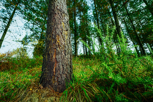 Commercial pine tree in the forest. Bottom view of pine tree trunk with amber resin on bark of pine tree. Pine plantation for timber. Tree and green grass in the forest. Source of turpentine.