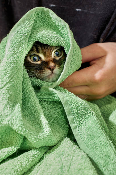 istock Wet kitten wrapped in warm green towel 1366745880