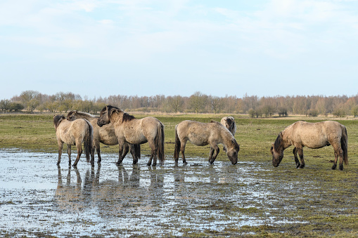 Group of wild Konik horses (Equus caballus var. konik) in the Oostvaardersplassen nature reserve in Flevoland, The Netherlands during winter.