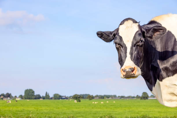 cabeça de vaca do lado direito, olhando para a câmera, em pé , preto e branco, nariz rosa - cow field dutch culture netherlands - fotografias e filmes do acervo