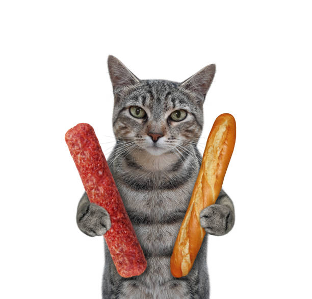 istock Cat gray holds dried sausage and bread 1366749332