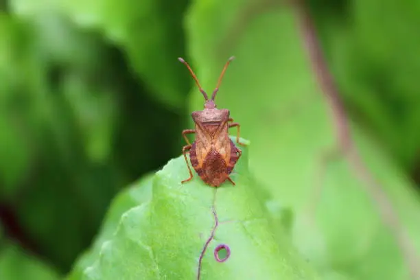 A bug sitting on a leaf. Close-up.