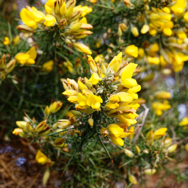 istock Genet flower close-up in mid-winter 1366749873