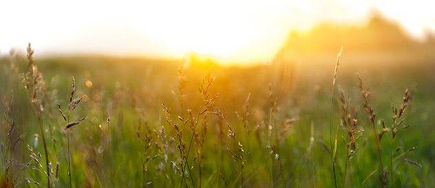 Field with spikelets of grass against the setting sun